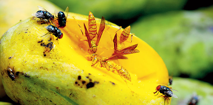 মধুর রসে