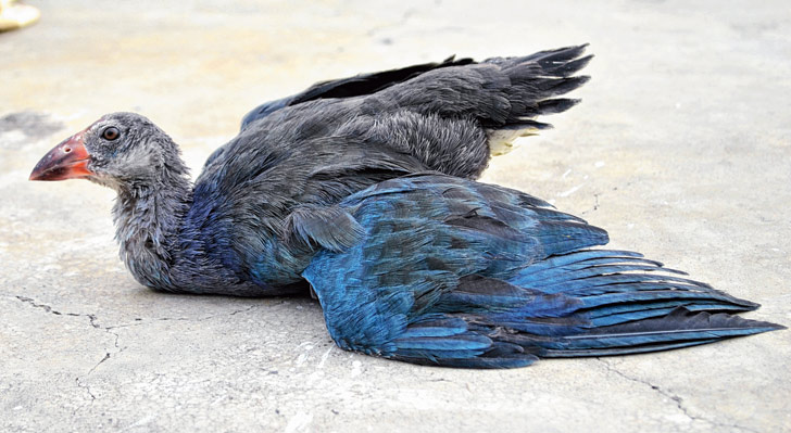 মযূরটি উদ্ধার