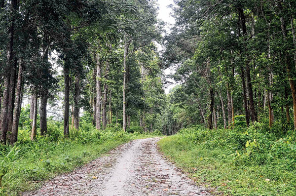 রামসাই থেকে জিপসি সাফারি চালুর দাবি