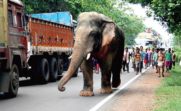 পথে হাতি