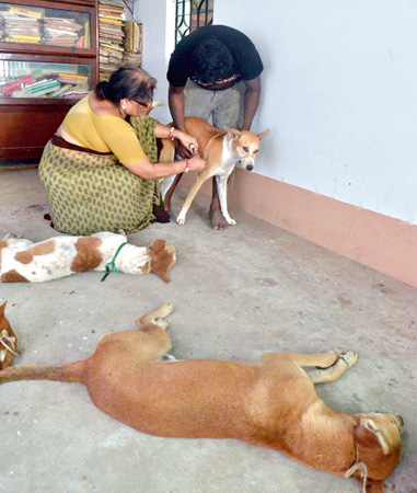 নির্বীজকরণ শিবির