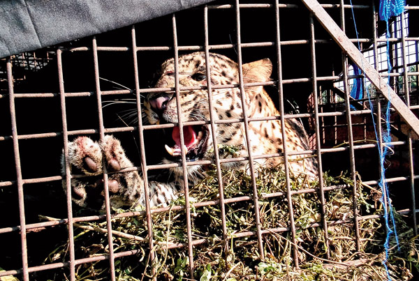 ধরা পড়ল পুর্নবয়স্ক স্ত্রী চিতাবাঘ