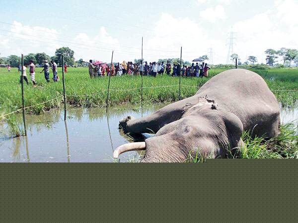 ফের হাতির দেহ, এ বার রাজগঞ্জে