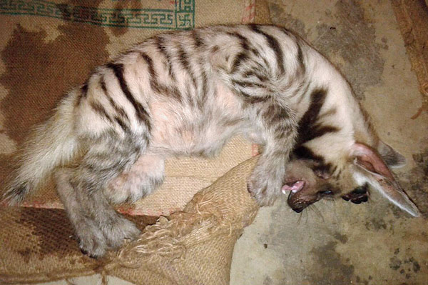 খেলতে গিয়ে জখম লালি, চলছে শুশ্রূষা