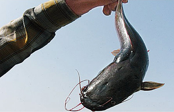 বেশি লাভ পেতে জিওল মাছের চাষ