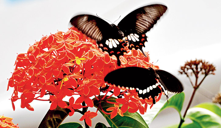 ফুলের গন্ধে