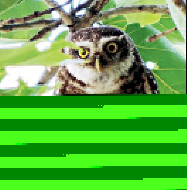 Picture gallery on Nature