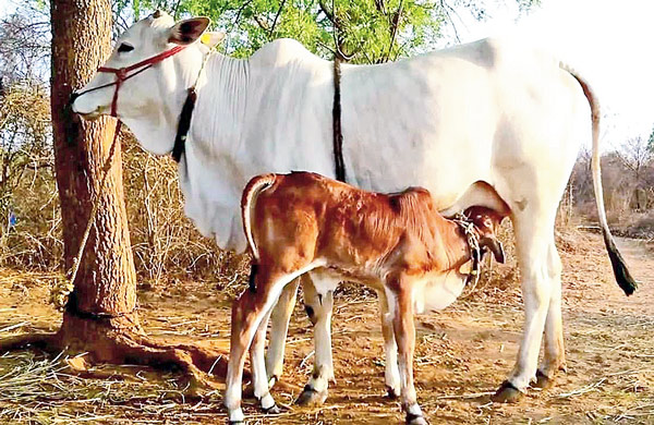 গরুরও আছে লজ্জা-কষ্ট-ভয়