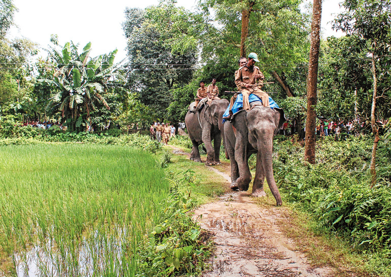 চিতাবাঘ ধরতে গিয়ে হার মানল হাতিরাও