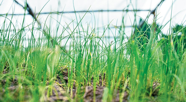 Tips for onion farming