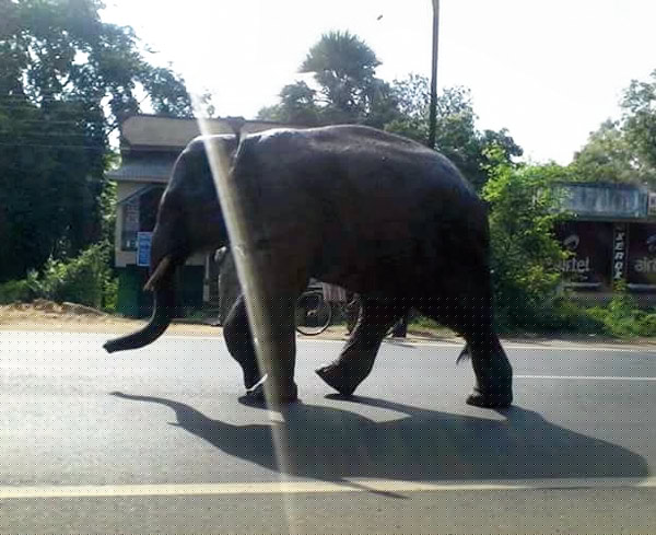 দিনভর দাঁতালে হিমশিম ইলামবাজারের বনকর্মীরা
