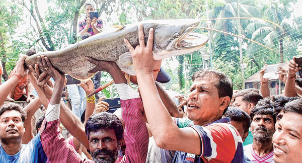 জালে ১৭ কেজির বোয়াল