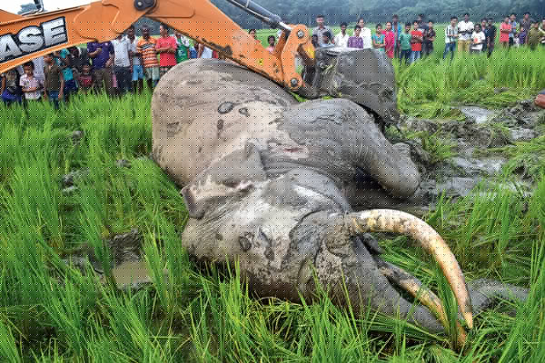ধানখেতে হাতির দেহ