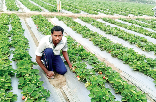 স্ট্রবেরিতে লক্ষ্মীলাভ