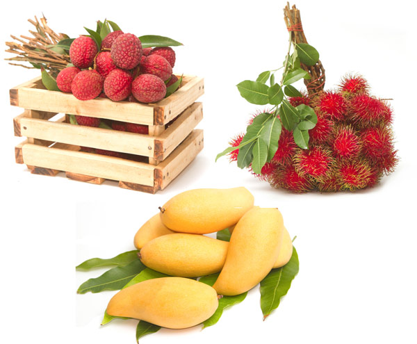 আম-লিচু গাছের পরিচর্যা এই সময়ে