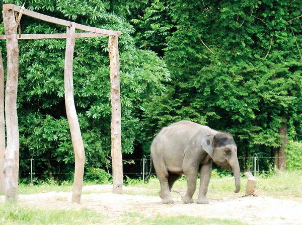 উত্তরবঙ্গের জঙ্গলমহলে