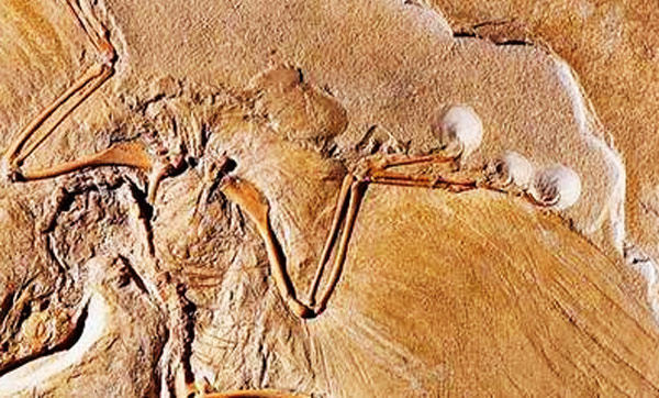 dinosaur limb fossil found in gujarat-dgtl