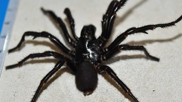 Funnel Web S Spider Venom In Australia Dgtl Anandabazar