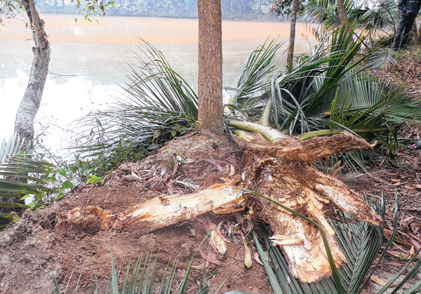 মুখরুচির সন্ধানে তাণ্ডব দাঁতালদের