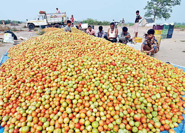 টোম্যাটো চালান