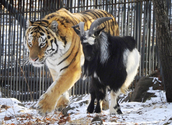 Goat became best friends with tiger who was supposed to eat it dgtl 
