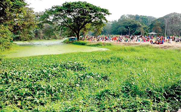 জলাশয়ে কচুরিপানা। উদ্যান ঢেকেছে আগাছায়।