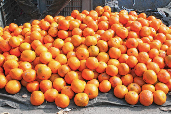 ফলন নেই, কমলার স্বাদ মেটাতে হচ্ছে কিনোতেই