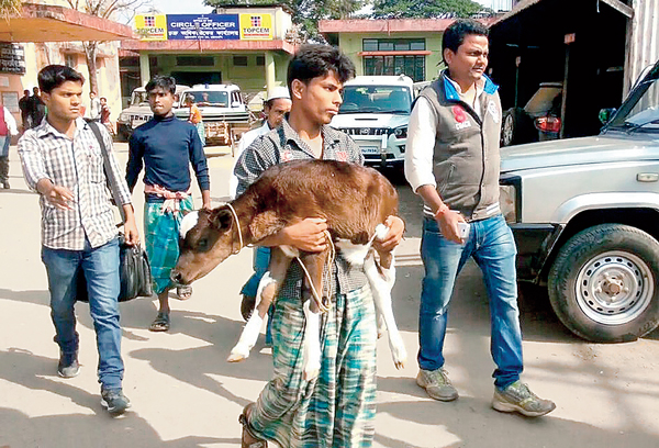 বাছুর নিয়ে ডিসি-র দরজায় আফতাব
