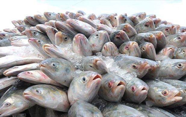 Bangladesh bans hilsa fishing for 22 days bng dgtl