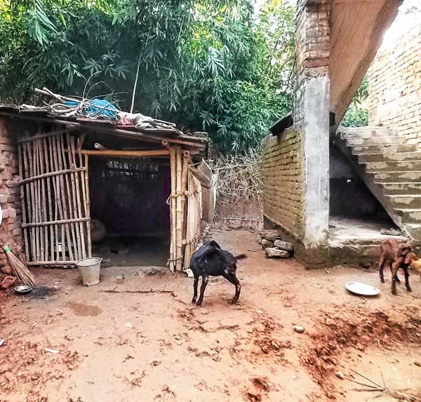 ঘরে ফেরেননি নিগৃহীতা তরুণী। বাড়ির সামনে চরছে ছাগলছানা।