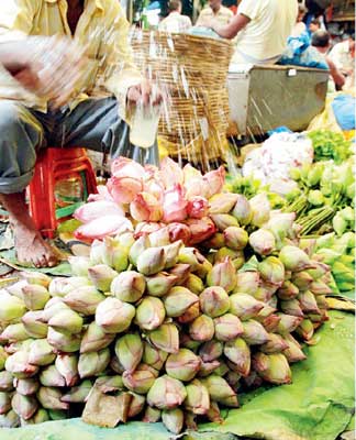 Huge demand gap in lotus flower supply, price increases