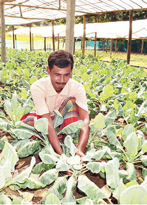 Farmers Happy to get Profits from Cauliflower