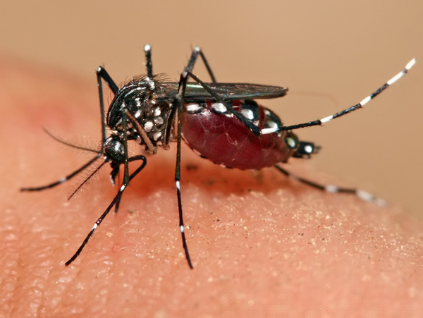 Again dengue took one's life in the city