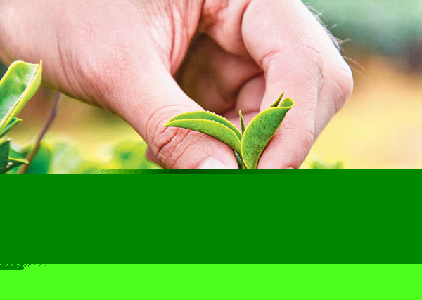 Weekly payment problem faced at Tea gardens 