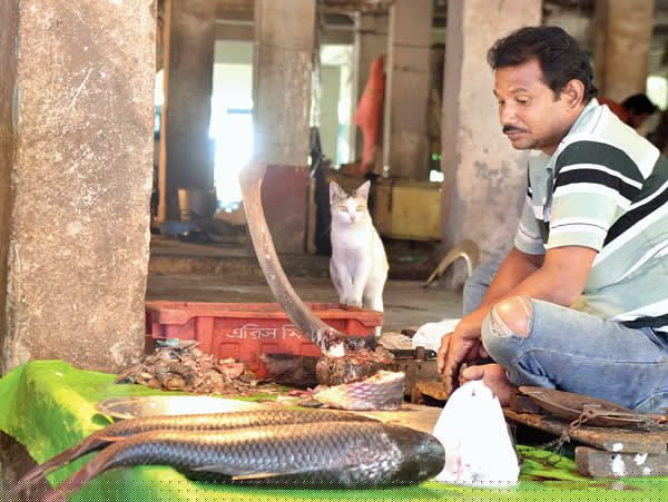 No money, no crowd at fish market at Sundays 