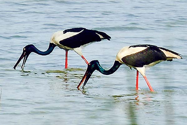 Fascinated by the beauty of wildlife