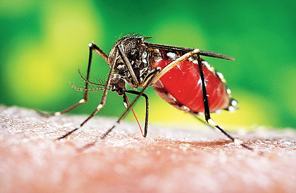 Government suppressing information, Dengue symptoms prevails