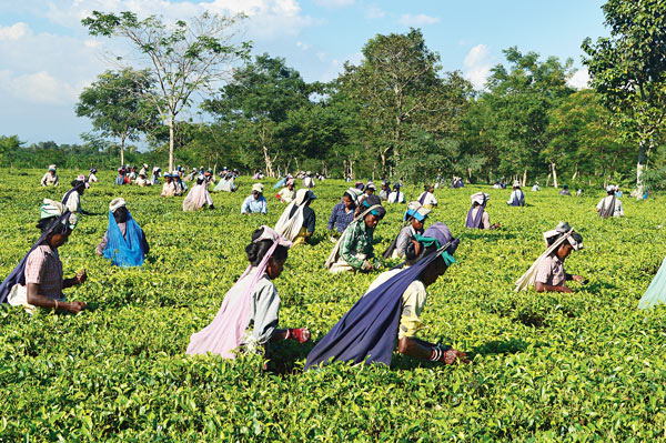 Tea garden faces bottleneck due to demonetization issue 
