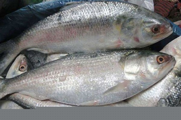 End of Twenty days ban, again hilsa fishing started bng dgtl
