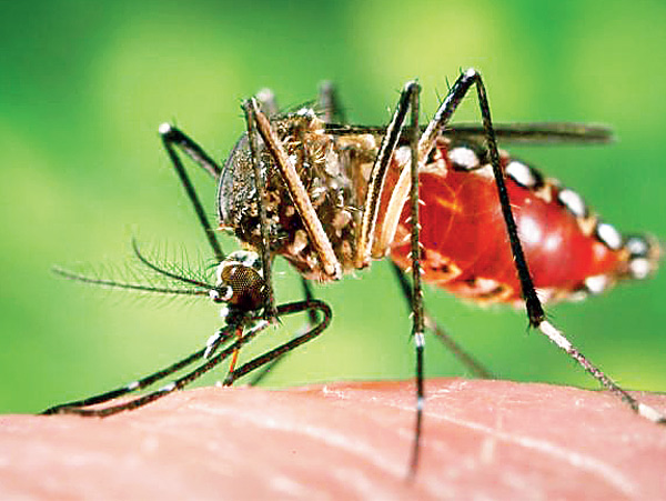 Municipality under question about dengue issue