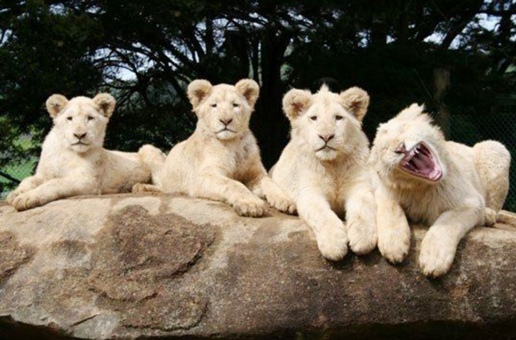 Funny Animal Pictures with Amazing Quotes for Social Media dgtl