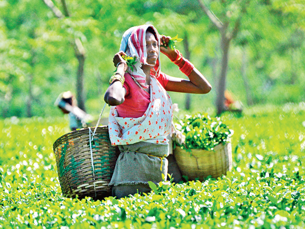 Assam tea Nigam is sustaining against all disaster