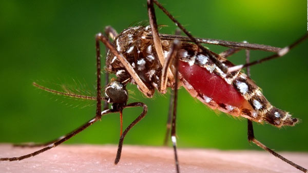 some tips from doctor to prevent dengue