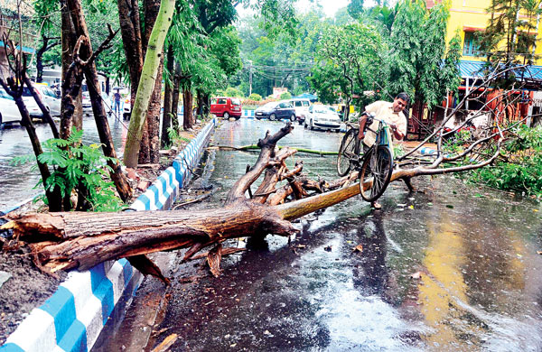 দুর্যোগে গাছ উপড়ে বন্ধ রাস্তা। শনিবার, সল্টলেকের বিএফ ব্লকে। ছবি: স্নেহাশিস ভট্টাচার্য।