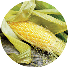 The 'pop-up' story of maize