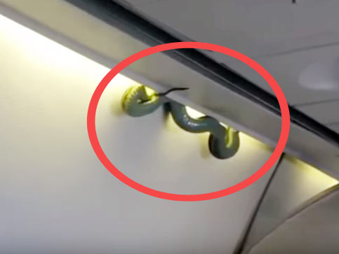 ‘snake on a plane’ in reality in mexico dgtl