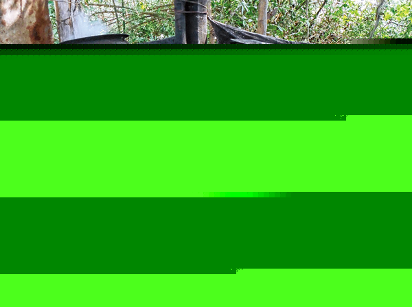 Police unable to control brew alcohol making at Ghatal