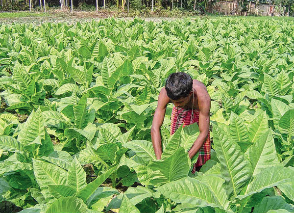 Cultivation of tobacco is going to be stop for demonetisation 