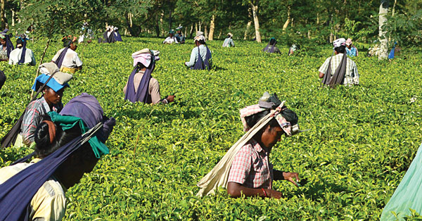 Demonetisation:Tea garden is in confusion after the guidance of Govt