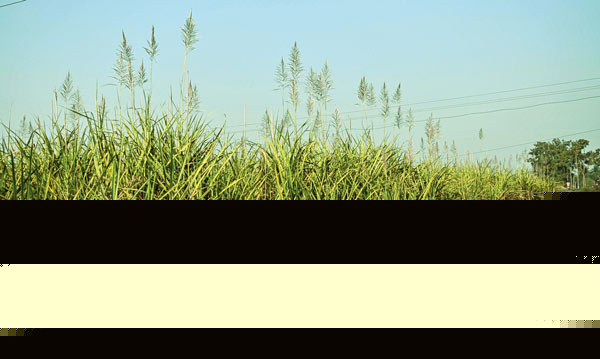 Sweet is more trending in Cash than Sugarcane 